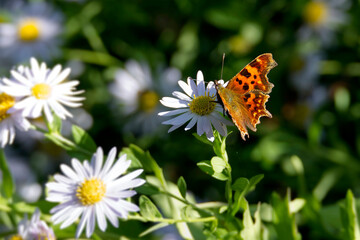 Comma butterfly (Polygonia c-album) perched on a daisy in Zurich, Switzerland