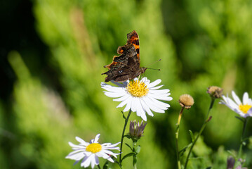 Comma butterfly (Polygonia c-album) perched on a daisy in Zurich, Switzerland