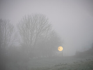 Low golden full moon setting on a frosty, foggy midwinter morning in Warwickshire, England. ...