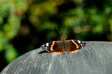 Red admiral butterfly (Vanessa Atalanta) sitting on stone in Zurich, Switzerland