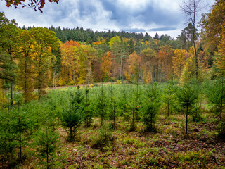Wiederaufforstung im Mischwald durch anpflanzen von jungen Bäumen