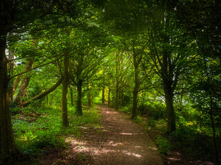 Obraz premium Path in the woods. Take a break from the office, go for a woodland walk. Dappled Spring sunshine, fresh air and a green canopy will revive your work-weary head. Springtime in Warwickshire, England.