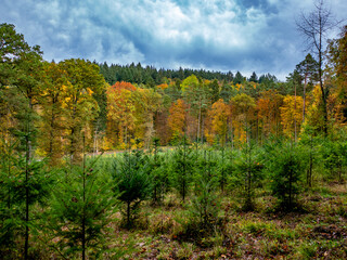 Wiederaufforstung im Mischwald durch anpflanzen von jungen Bäumen