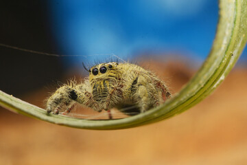 macro of a spider © Rahmat