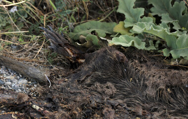 Dead nutria lying on a road