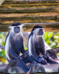 Japanese macaques sitting in the zoo