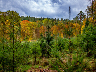 Wiederaufforstung im Mischwald durch anpflanzen von jungen Bäumen