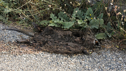 Fototapeta na wymiar Dead nutria lying on a road