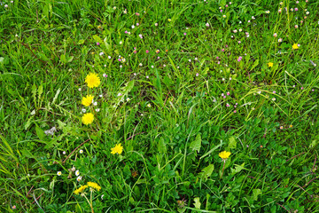 Yellow blooming Marigold flower field park, Calendula Arvensis family