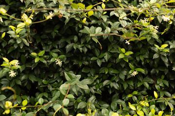  green leaves background