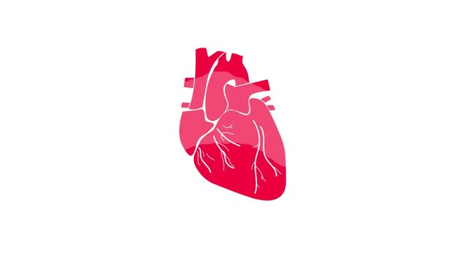 human heart pumping blood medical anatomy animation