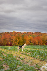 Naklejka premium Portrait of a dog standing on a field against a cloudy sky in autumn