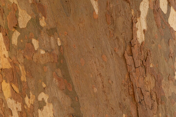  tree bark background