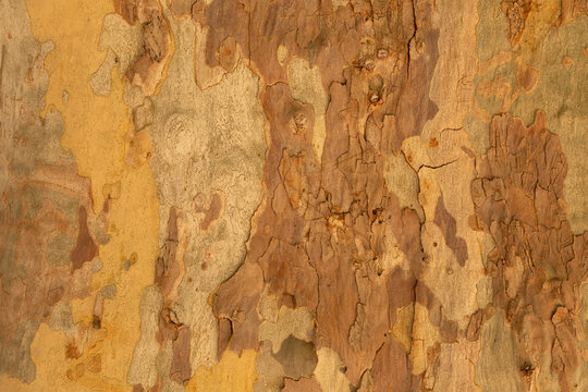  dry tree bark texture and background, nature concept