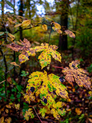 Herbstliche Blätter am Baum