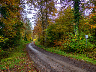 Waldweg im herbstlichen Wald