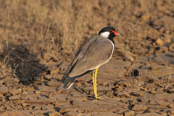 Red-wattled lapwing - Vanellus indicus on ground. Photo from Ranthambore National Park, Rajasthan, India.	