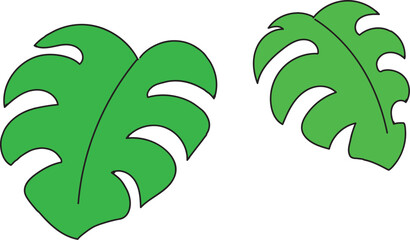 モンステラのイラスト