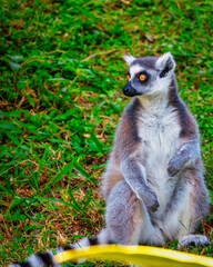 Ring-tailed lemur in the zoo
