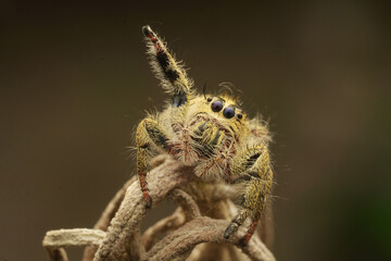 spider
