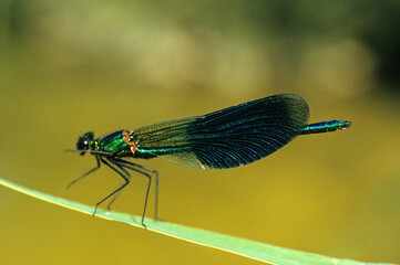 demoiselle, Libellule, Calopteryx éclatant , Calopteriyx splendens