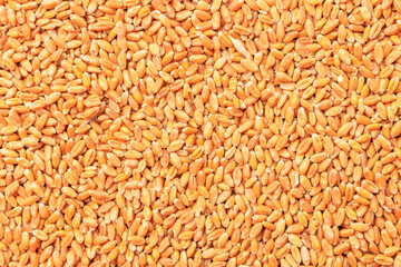 Wheat grain background. Concept of grain deal and world food security. Texture