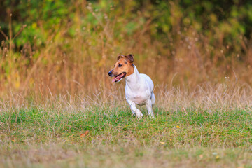 A cute Jack Russell Terrier dog runs in nature. Pet portrait with selective focus and copy space