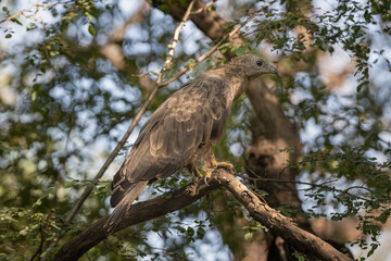 Crested honey buzzard, oriental honey buzzard - Pernis ptilorhynchus female perched with branches in background. Photo from Ranthambore National Park, Rajasthan, India.
