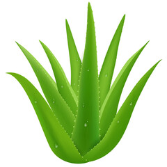 green aloe vera plant garden