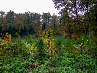 Fototapeta na wymiar Wiederaufforstung im Mischwald durch anpflanzen von jungen Bäumen
