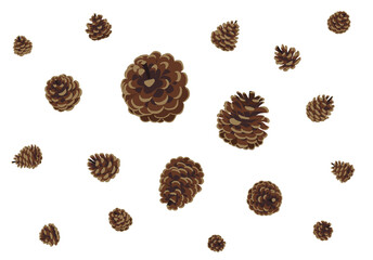 pine cones