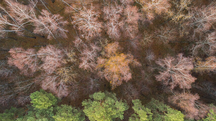Top view of a deciduous and pine forest in late autumn