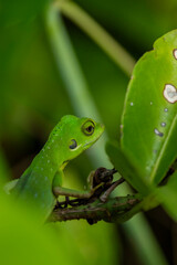 Green-crested Lizard on a branch