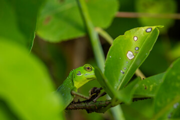 Green-crested Lizard on a branch