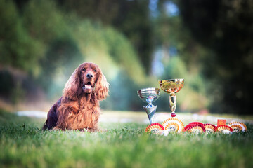 dog in the grass with prizes