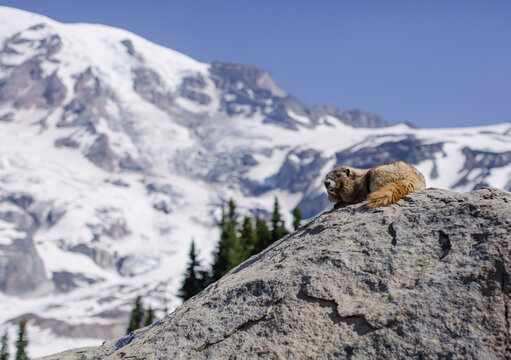 Marmot in Skyline Trail