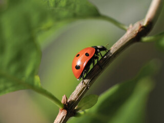 A ladybug sitting on a tree branch in a park, Poland