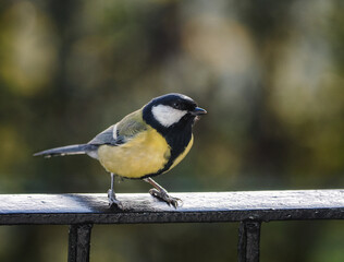 A tit on the balcony railing, came in search of seeds, Poland