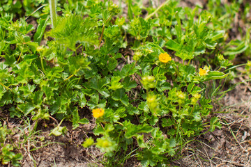 Subalpine wildflower season