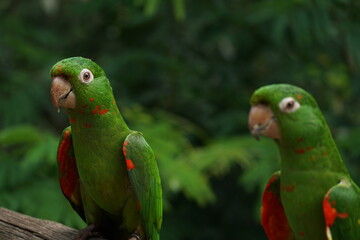 happy parrots