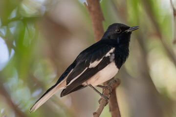 Oriental magpie-robin - Copsychus saularis perched in bushes. Photo from Ranthambore National Park, Rajasthan, India.