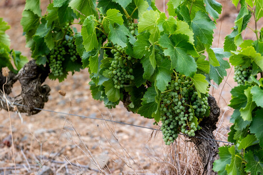 Production of grapes in the vineyards during spring in the Priorat appellation region in Catalonia in Spain