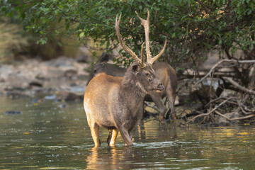 Sambar - Rusa unicolor buck standing in water. Photo from Ranthambore National Park, Rajasthan, India. © PIOTR