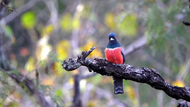Blue-crowned Trogon (Trogon curucui) perched on a tree branch in the Yungas rainforest of Jujuy, Argentina. Taken in the foreground.
