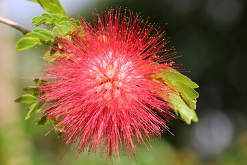 red and white flower