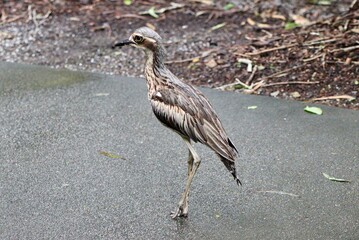 Bush stone-curlew