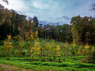 Wiederaufforstung im Mischwald durch anpflanzen von jungen Bäumen