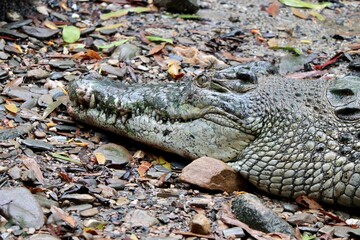 crocodile in the water