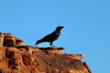 crow on the rock