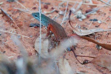lizard on a rock